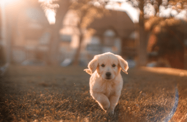 Alles, was du über Milbemax Hund wissen musst