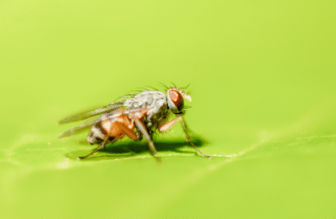 Fliegenspray für pferde – der richtige Schutz für Ihr Pferd