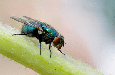 Insektenfreie Zonen für Haus und Hof